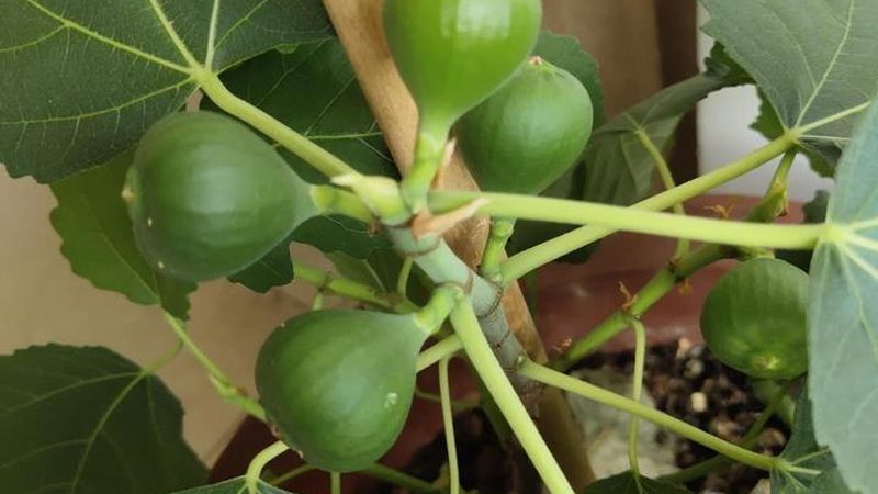 网络运维合同付款节点：合理规划，保障合作共赢